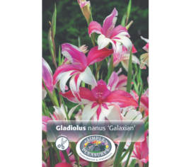 Glaïeul Galaxian (Paquet de 10 bulbes)