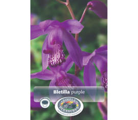 Bletilla Purple (Paquet de 2)