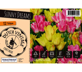 Tulipe Sunny Dreams (Mélange Dutch Vintage) (Paquet de 12 bulbes)