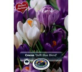 Crocus Delft Blue (Mélange Perfect Partners) (Paquet de 25 bulbes)
