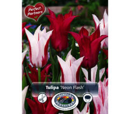 Tulipe Neon Flash (Mélange Perfect Partners) (Paquet de 12 bulbes)