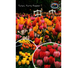 Tulip Party Popper (Landscape Bag) (Package of 30 bulbs)