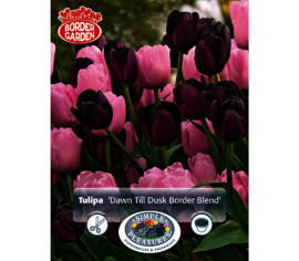 Tulipe Dawn Till Dusk (Mélange Border Garden) (Paquet de 16 bulbes)