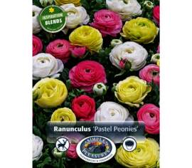 Renoncule Pastel Peonies (Période de floraison étendue - Inspiration Blend) (Paquet de 25 bulbes)