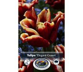 Tulip Elegant Crown (Crown) (Package of 6 bulbs)