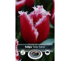 TuTulipe New Santa (Frangée) (Paquet de 8 bulbes)