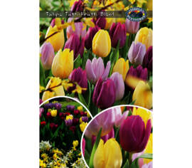 Tulipe Tutti Frutti Blend (Landscape Bag) (Paquet de 30) (taille : 10/11 cm)