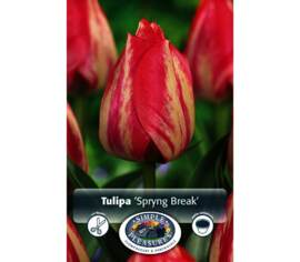 Tulip Spring Break (Triumph) (Package of 8 bulbs)