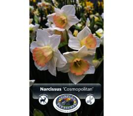 Narcisse Cosmopolitan (Specie) (Paquet de 5 bulbes)