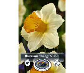Narcisse Orange Sunset (Trompette) (Paquet de 5 bulbes)