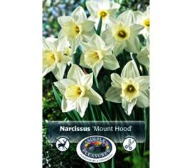 Narcisse Mount Hood (Trumpet Daffodil) (5 par sac) (taille : 14/16 cm)
