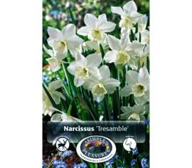 Narcisse Tresamble (Specie) (Parfumé) (Zone : 3) (Paquet de 10 bulbes)