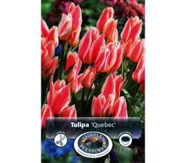 Tulipe Québec (Greigii) (Zone : 3) (Paquet de 8 bulbes)