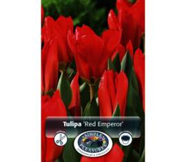 Tulipe Red Emperor (Madame Lefeber) (Fosteriana) (Zone : 3) (Paquet de 8 bulbes)