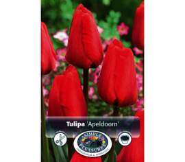 Tulipe Apeldoorn (Darwin Hybride) (Zone : 3) (Paquet de 8 bulbes)