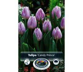 Tulipe Candy Prince (Simple hâtive) (Zone : 3) (Paquet de 8) (taille : 12 cm et +)