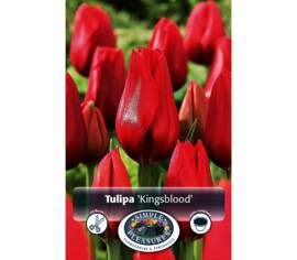 Tulipe Kingsblood (Simple tardive) (Paquet de 8) (taille : 12 cm et +)