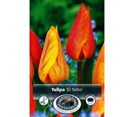 Tulipe El Nino (Simple tardive) (Zone : 3) (Paquet de 8 bulbes)