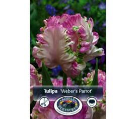Tulipe Weber's Parrot (Perroquet) (Zone : 4) (Paquet de 6 bulbes)