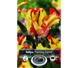 Tulipe Flaming Parrot (Perroquet) (Paquet de 6) (taille : 12 cm et +)