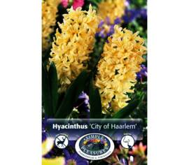 Jacinthe City of Haarlem (Parfumé) (Zone : 4) (Paquet de 5) (taille : 15/16 cm)
