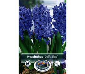 Jacinthe Delft Blue (Parfumé) (Zone : 4) (Paquet de 5 bulbes)