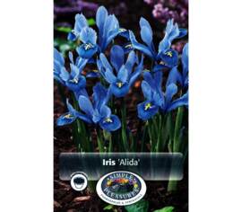 Iris Reticulata Alida (Nain) (Zone : 5) (Paquet de 20 bulbes)