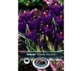 Crocus Flower Record (Géant) (Zone : 4) (Paquet de 15) (taille : 8/9 cm)