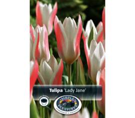 Tulipe Clusiana Lady Jane (Botanique) (Zone : 3) (Paquet de 8 bulbes)