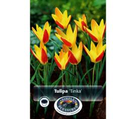 Tulipe Clusiana Tinka (Botanique) (Paquet de 10 bulbes)
