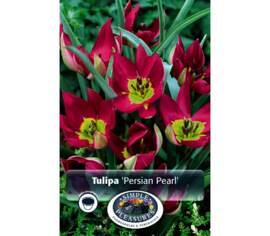 Tulipe Humilis Persian Pearl (Botanique) (Zone : 3) (Paquet de 10) (taille : 6 cm et +)