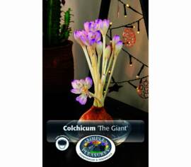 Colchicum The Giant (Floraison à l'automne) (Zone : 5) (1 unité) (taille : 20/22 cm)