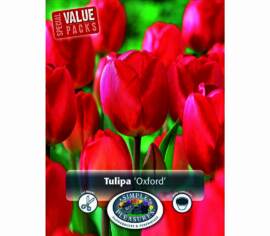 Tulipe Oxford (Darwin Hybride) (Paquet de 15) (taille : 11/12 cm)