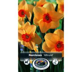 Narcisse Altruist (Small Cupped) (Zone : 3) (Paquet de 5 bulbes)