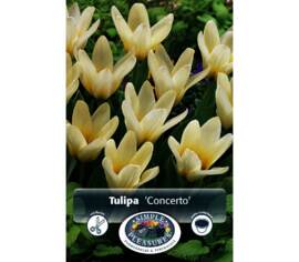 Tulipe Concerto (Greigii) (Zone : 3) (Paquet de 8 bulbes)