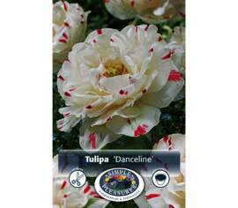 Tulipe Danceline (Pivoine Double tardive) (Paquet de 6) (taille : 11/12 cm)