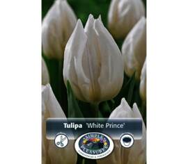 Tulipe White Prince (Simple hâtive) (Zone : 3) (Paquet de 8) (taille : 12 cm et +)
