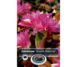 Colchicum Double Waterlily (Floraison à l'automne) (Zone : 4) (1 bulbe)