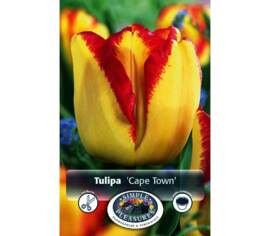 Tulipe Cape Town (Simple hâtive) (Zone : 3) (Paquet de 8 bulbes)