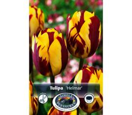 Tulipe Helmar (Triumph - Rembrandt) (Zone : 3) (Paquet de 8 bulbes)