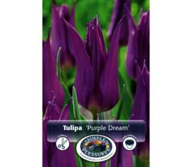 Tulipe Purple Dream (Fleur de lys) (Zone : 3) (Paquet de 8) (taille : 12 cm et +)