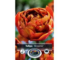 Tulipe Brownie (Double hâtive) (Paquet de 8) (taille : 11/12 cm)