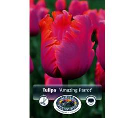 Tulipe Amazing Parrot (Perroquet) (Zone : 4) (Paquet de 6 bulbes)