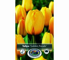 Tulipe Golden Parade (Darwin Hybride) (Zone : 3) (Paquet de 8 bulbes)