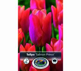 Tulipe Salmon Prince (Simple hâtive) (Zone : 3) (Paquet de 8 bulbes)