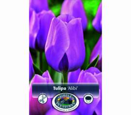 Tulipe Alibi (Triumph) (Zone : 3) (Paquet de 8 bulbes)