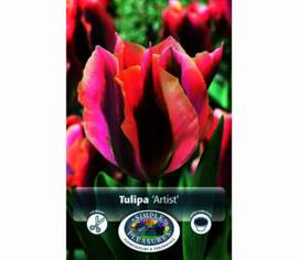 Tulipe Artist (Viridiflora) (Zone : 3) (Paquet de 8) (taille : 12 cm et +)