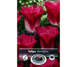 Tulipe Memphis (Triumph) (Paquet de 8) (taille : 12 cm et +)
