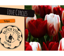 Tulipe Love Circles (Mélange Dutch Vintage) (Paquet de 15 bulbes)