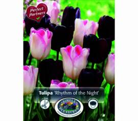 Tulipe Rhythm of the Night (Mélange Perfect Partners) (Paquet de 12) (taille : 12 cm et +)